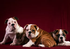 English bulldog shop English Bulldogs and other pets - do they get along?