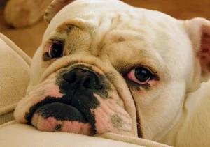 Englsih bulldog shop English bulldog cherry eye - symptoms, treatment and advice