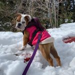 english bulldog winter vest