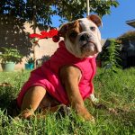 english bulldog winter vest