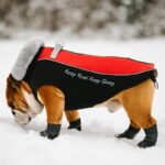 Fur Collar English Bulldog Jacket
