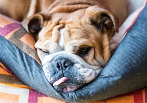English bulldog shop Allergies in English bulldogs - the complete guide from causes to treatments!