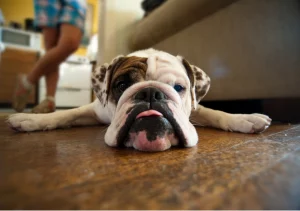 English bulldog shop Allergies in English bulldogs - the complete guide from causes to treatments!