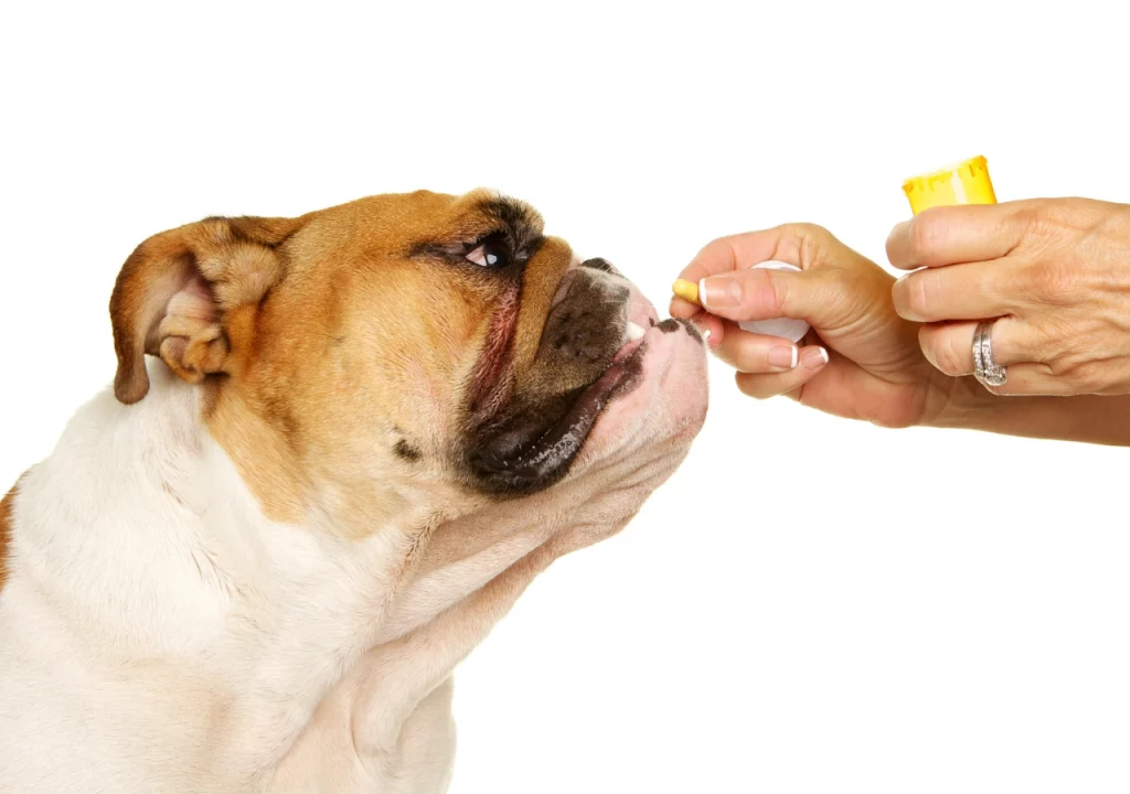 English bulldog shop Allergies in English bulldogs - the complete guide from causes to treatments!