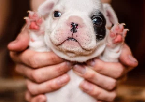English bulldog shop Are English Bulldogs good with kids - guide for great interaction