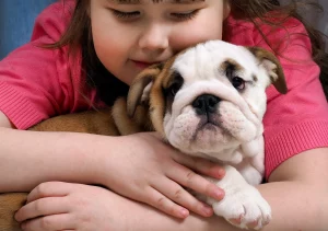 English bulldog shop Are English Bulldogs good with kids - guide for great interaction