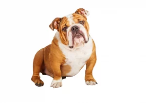 English bulldog shop English bulldog ear infection - signs, treatments and prevention