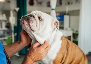 English bulldog shop English bulldog ear infection - signs, treatments and prevention