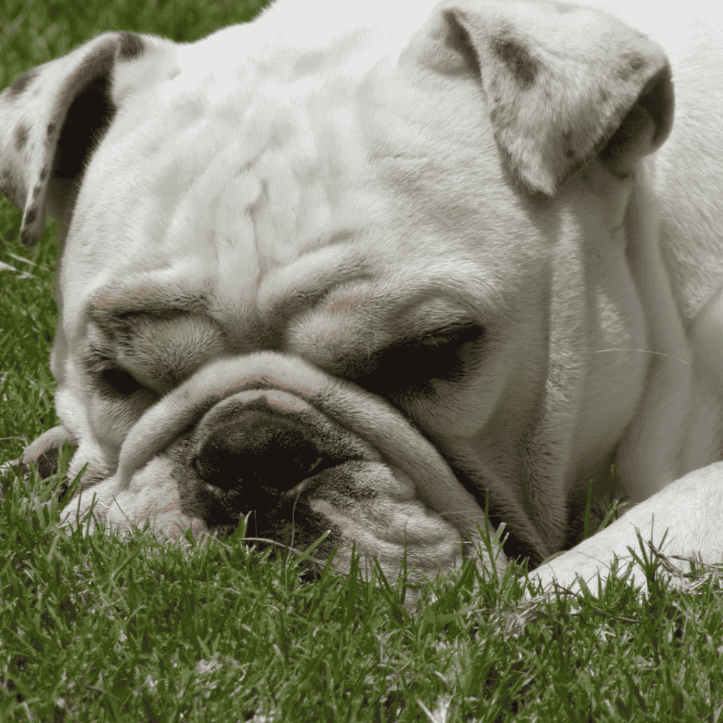allergies in english bulldogs english bulldog shop
