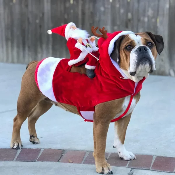 English bulldog dressed up best sale