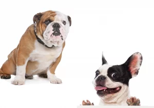 English bulldog shop English Bulldogs vs French Bulldogs - what are the differences