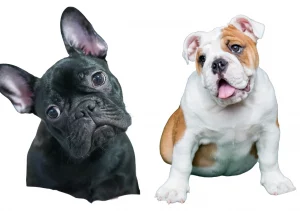 English bulldog shop English Bulldogs vs French Bulldogs - what are the differences