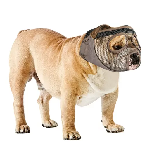 English Bulldog Muzzle: Top 3 Types of Muzzles for Bulldogs | English ...