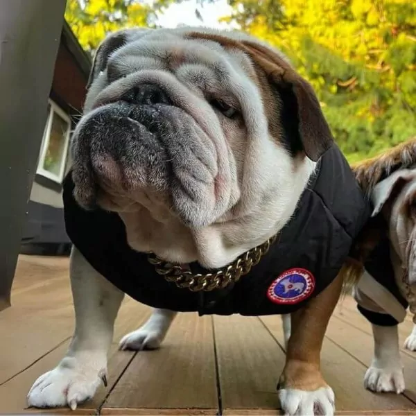 Designer English Bulldog Vest