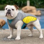 English Bulldog Summer Cooling Vest