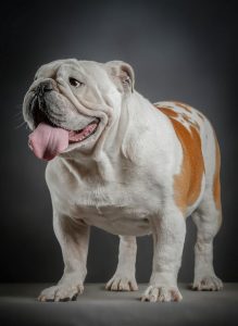english bulldog overweight