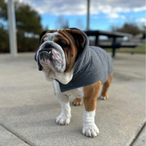 english bulldog shop soft fleece english-bulldog jacket