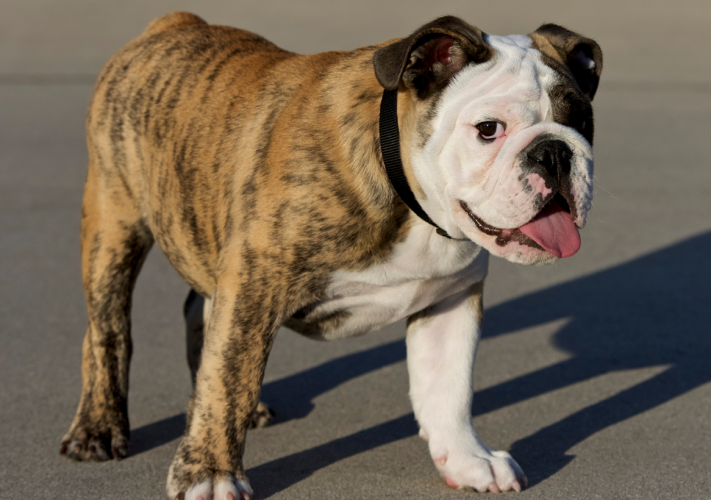 brindle english bulldog