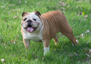 Interdigital Cysts in Bulldogs
