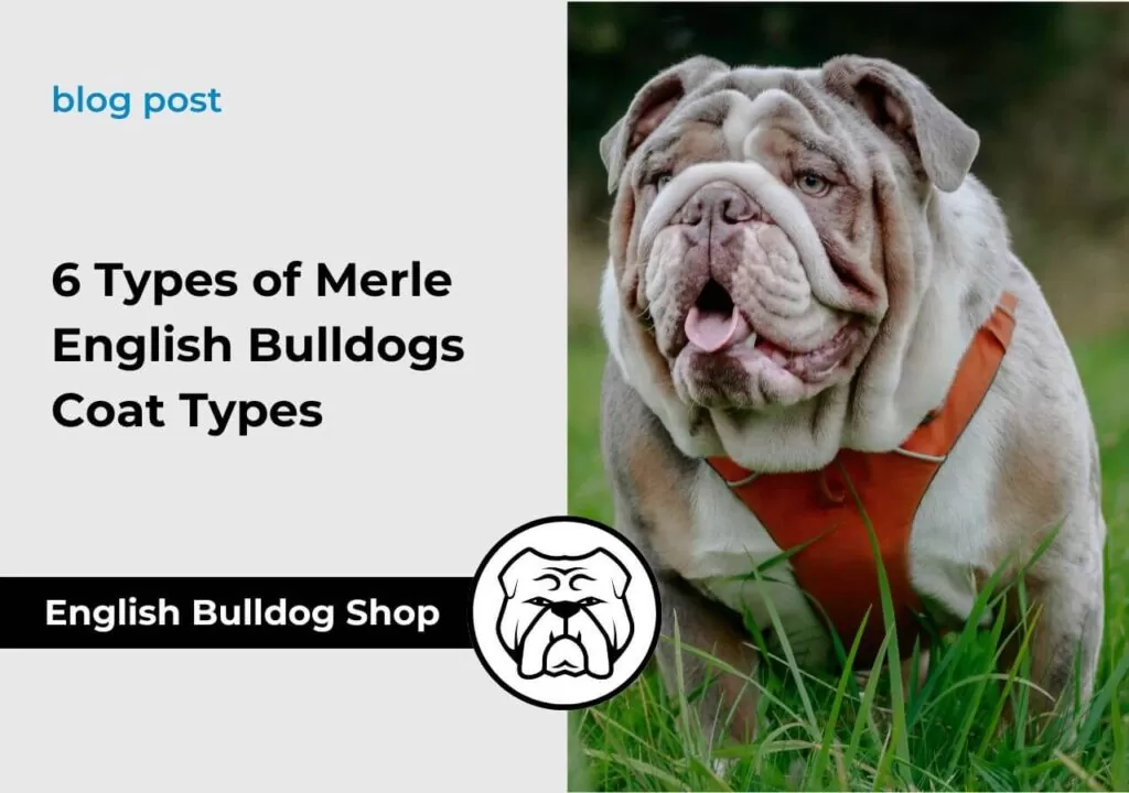 English bulldog coat type hotsell