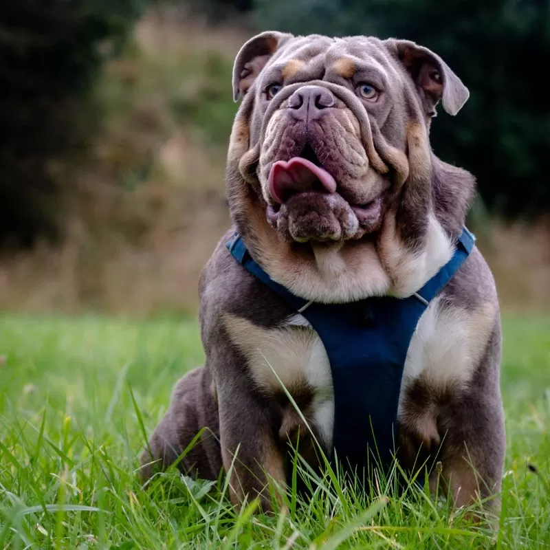 Lilac tri merle english bulldog hotsell