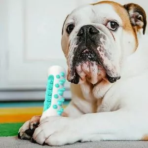 English Bulldog Toys Keep Your Dog Entertained and Happy