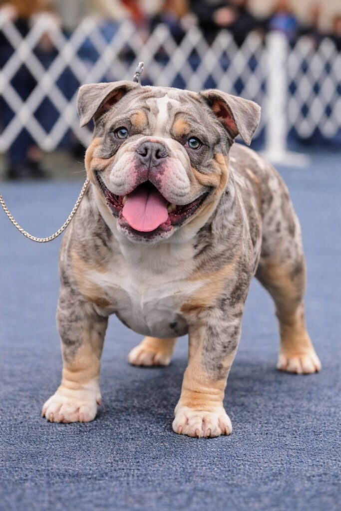 lilac_merle_english_bulldog_show_ring