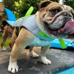 sharky english bulldog life jacket