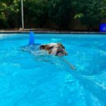 sharky english bulldog life jacket