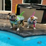 sharky english bulldog life jacket