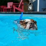 sharky english bulldog life jacket