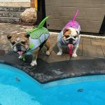 sharky english bulldog life jacket