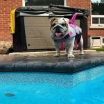 sharky english bulldog life jacket