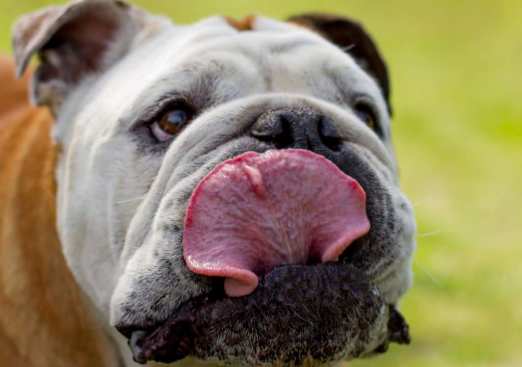 why do english bulldogs lick the air 
