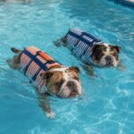 stripe english bulldog life jacket