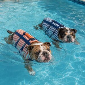 stripe english bulldog life jacket