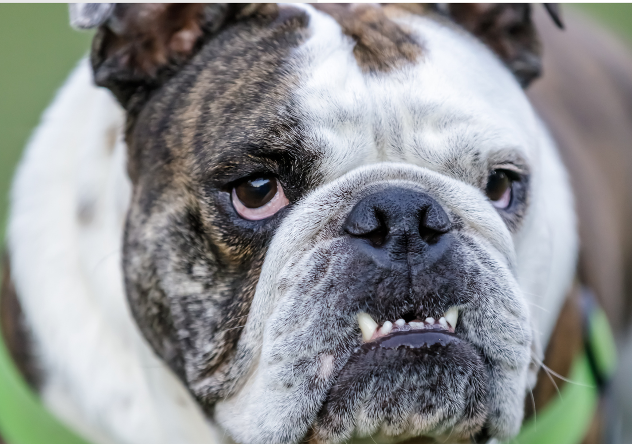 English Bulldog Underbite: Reasons and Solutions For Pet Owners