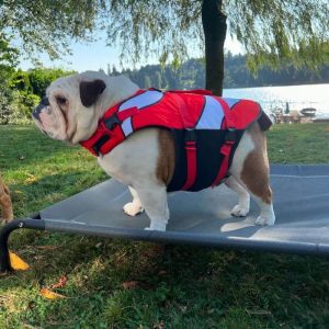 Best life jacket for bulldogs hotsell