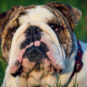 English Bulldog shop english bulldog names