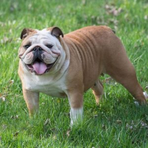 do english bulldogs bark a lot