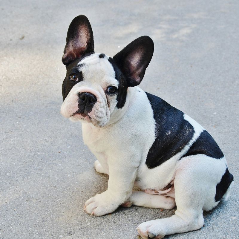 are french bulldogs dangerous