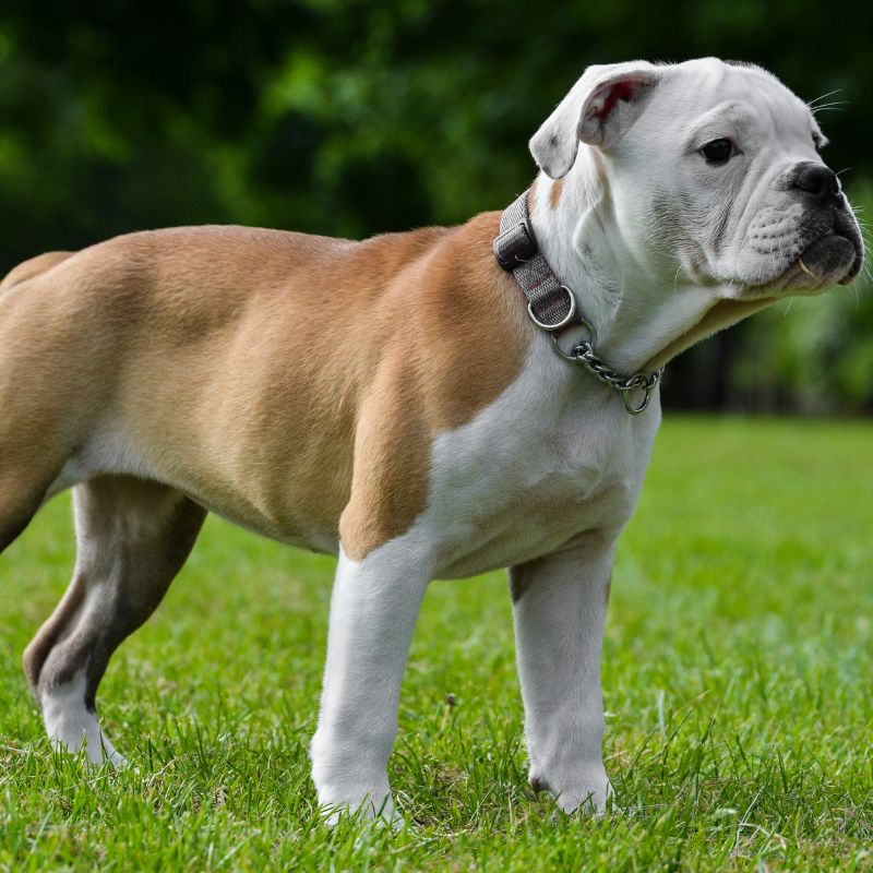 are victorian bulldogs dangerous english bulldog shop