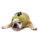 dino halloween bulldog hat