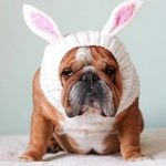 holiday rabbit bulldog hat