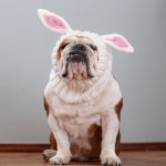 holiday rabbit bulldog hat