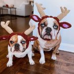 holiday reindeer bulldog hat