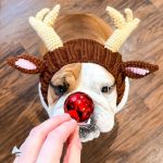 holiday reindeer bulldog hat