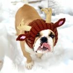 holiday reindeer bulldog hat