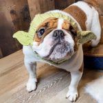 yoda halloween bulldog hat