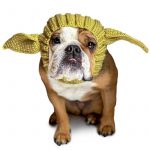 yoda halloween bulldog hat